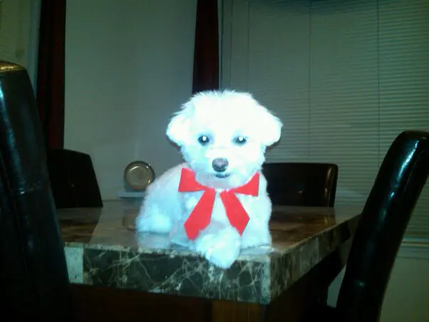 Bella-Christmas-2010