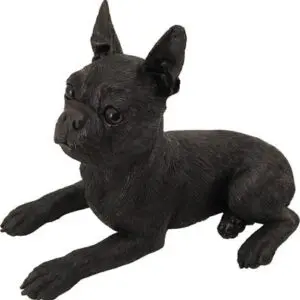 Cast: Boston Terrier