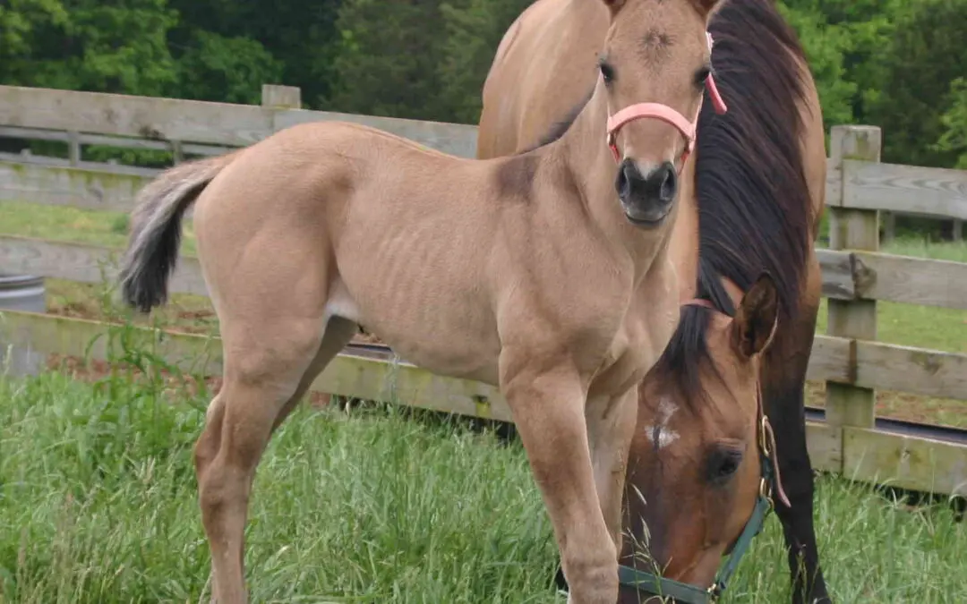 How Does Pet Cremation Work?