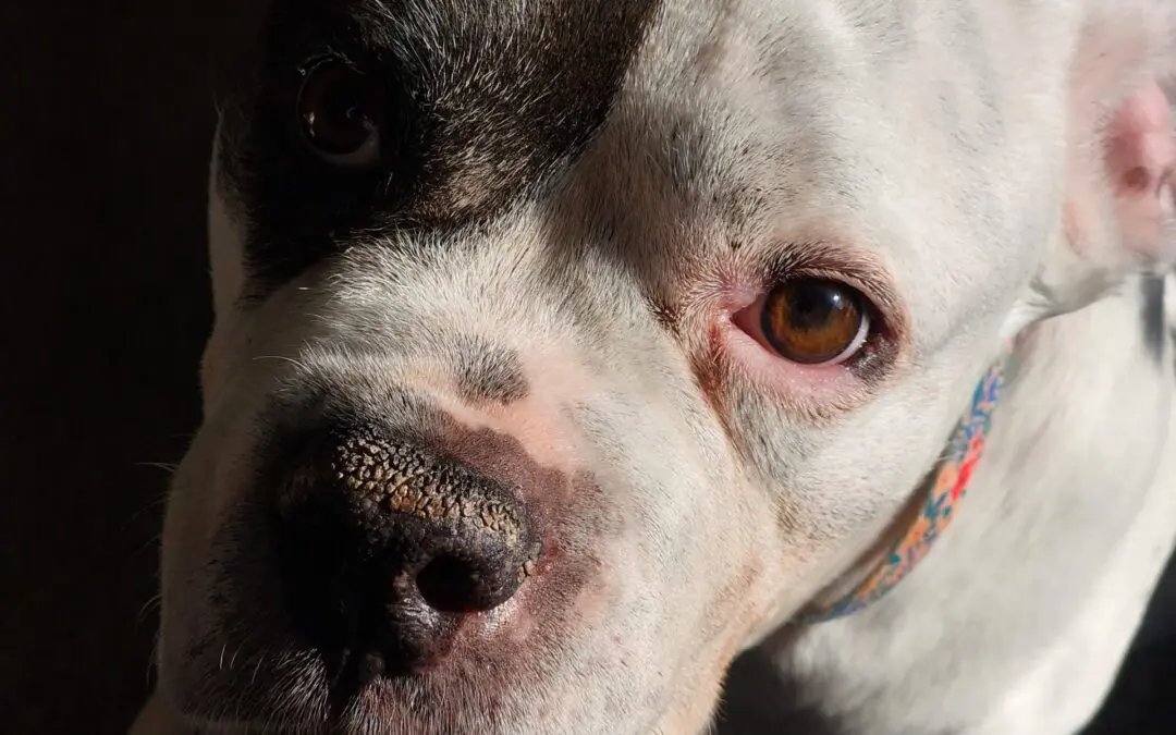 Cammi’s Golden Years