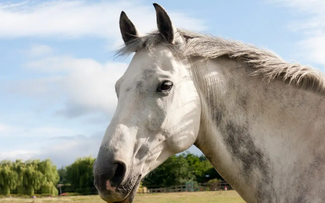 How Are Large Pet Cremations Handled?