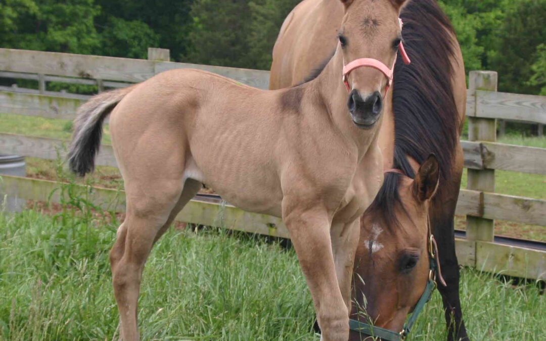 How Does Pet Cremation Work?