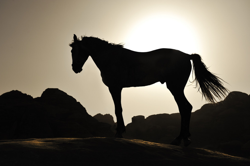 equine cremation