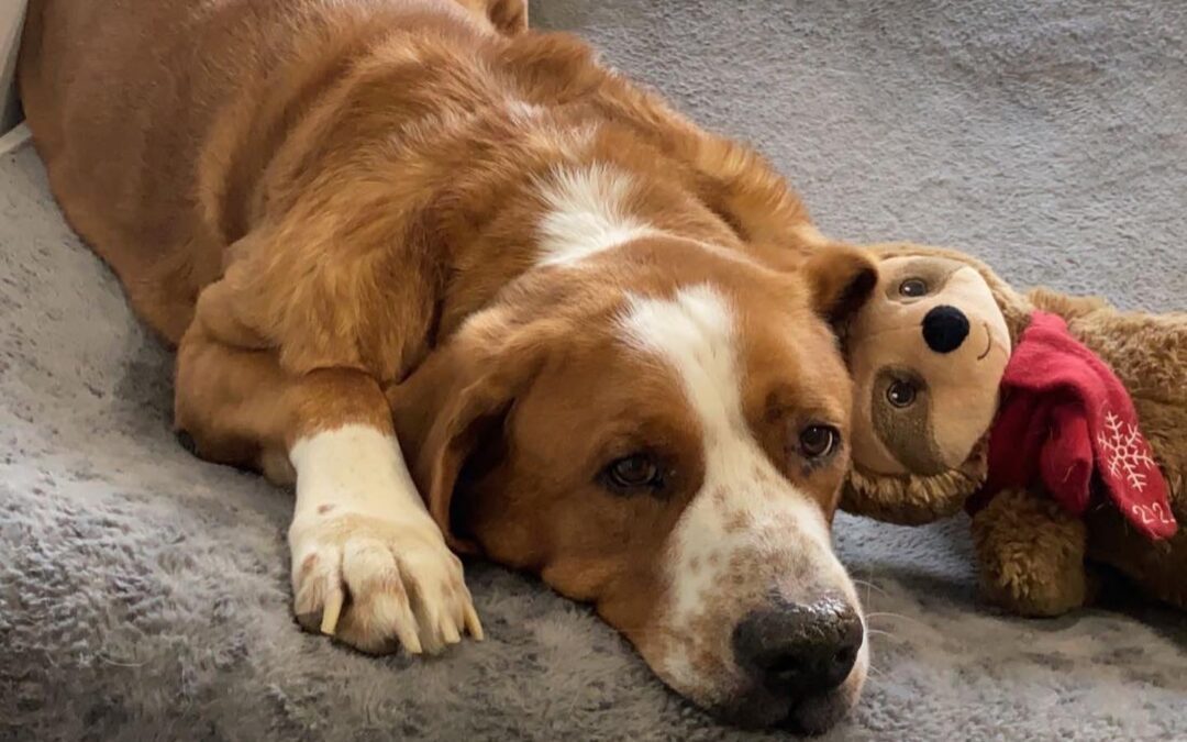 Bentley, our gentle giant