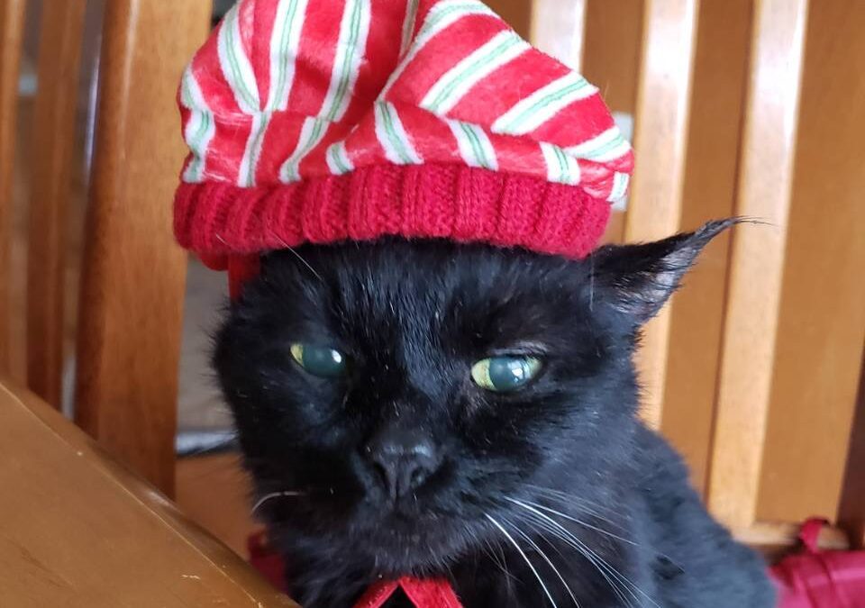 Georgie, the Princess, Koerner