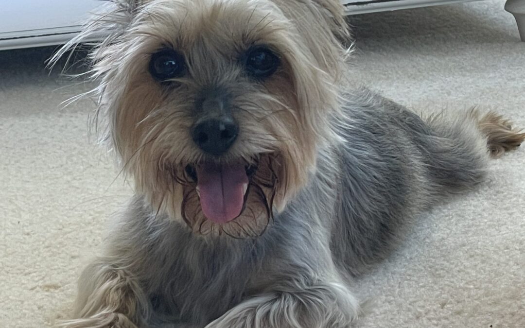 My sweet Mocha