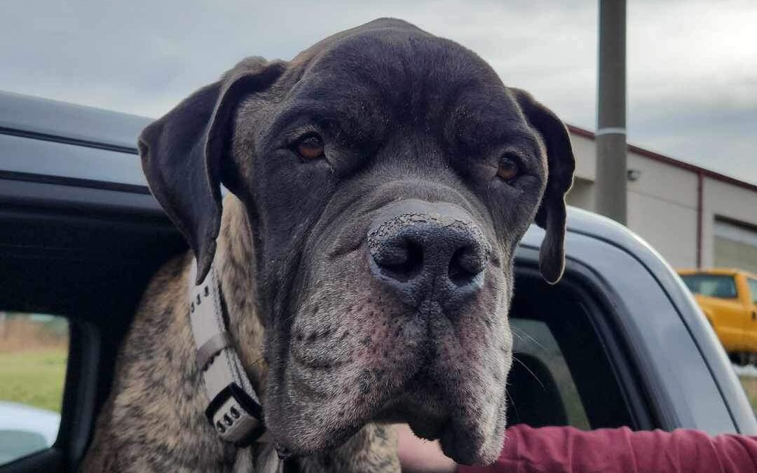 The most perfect dog you’ll ever have