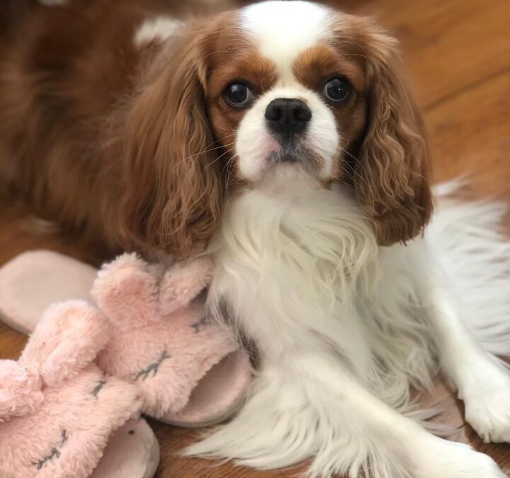 Charlie- A Tiny Slice of Heaven Who Chose Me Gone Back Home