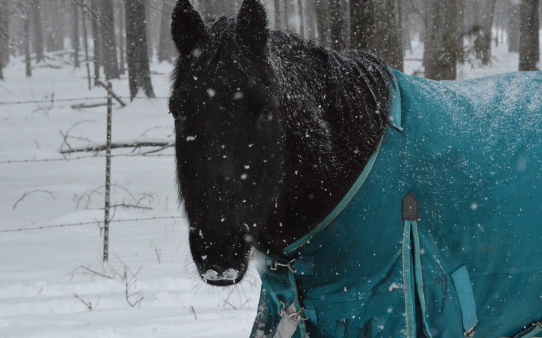 Traveler’s Fortune “AKA Friday”