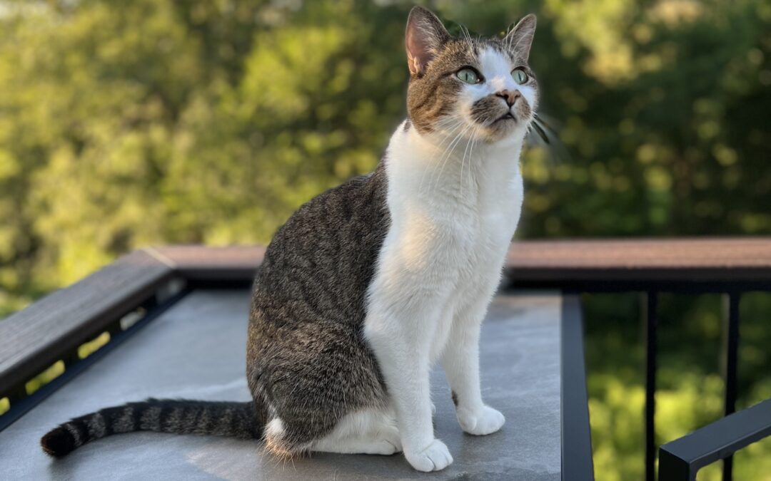 Cici